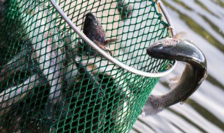 塘鳢鱼保存方法 鳊鱼怎么保存方法