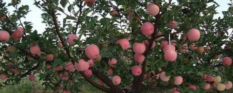 苹果亩产量一般多少斤，附种植方法（苹果亩产量一般多少斤左右）