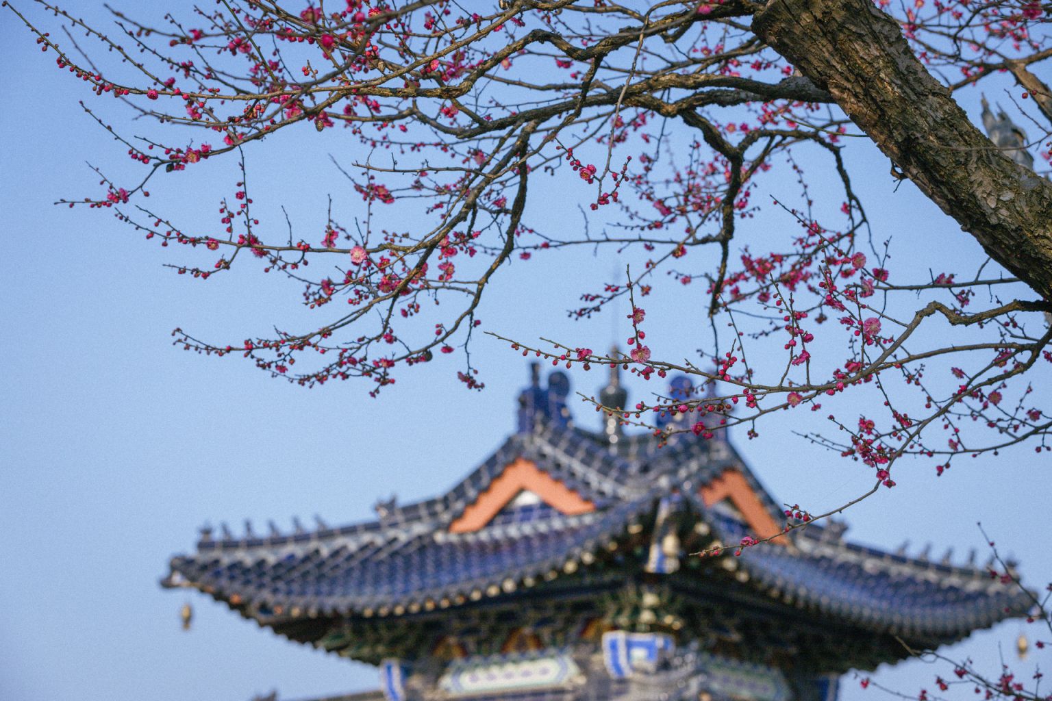 2023年南京公园年卡可以去梅花山吗 2021春节南京梅花山要门票吗